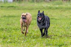 Dogford_Academy_20241027_2241