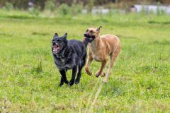 Dogford_Academy_20241027_2265