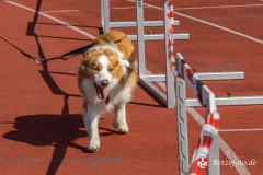 Lebenslauf_MPHK_202400901_1096