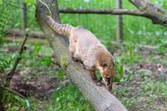 Zoo_Siegelbach_KL_20230515_125