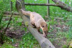 Zoo_Siegelbach_KL_20230515_126