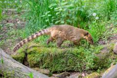 Zoo_Siegelbach_KL_20230515_130