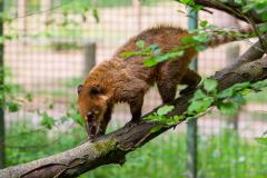 Zoo_Siegelbach_KL_20230515_137