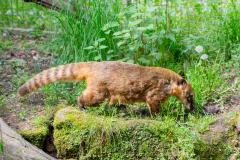 Zoo_Siegelbach_KL_20230515_170