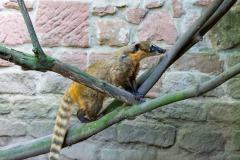 Zoo_Siegelbach_KL_20230515_181