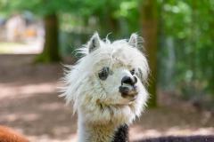 Zoo_Siegelbach_KL_20230515_189