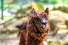 Zoo_Siegelbach_KL_20230515_201