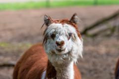 Zoo_Siegelbach_KL_20230515_220