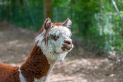 Zoo_Siegelbach_KL_20230515_222
