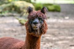 Zoo_Siegelbach_KL_20230515_242