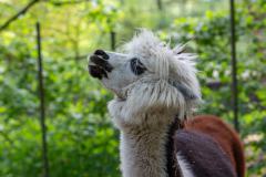 Zoo_Siegelbach_KL_20230515_254