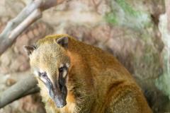 Zoo_Siegelbach_KL_20230515_26