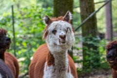 Zoo_Siegelbach_KL_20230515_261