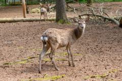 Zoo_Siegelbach_KL_20230515_271