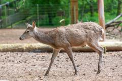 Zoo_Siegelbach_KL_20230515_278
