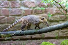 Zoo_Siegelbach_KL_20230515_3