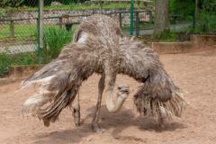 Zoo_Siegelbach_KL_20230515_335
