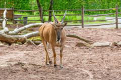 Zoo_Siegelbach_KL_20230515_357