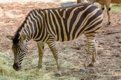 Zoo_Siegelbach_KL_20230515_363