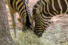 Zoo_Siegelbach_KL_20230515_364
