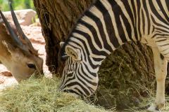 Zoo_Siegelbach_KL_20230515_376