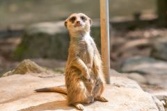 Zoo_Siegelbach_KL_20230515_380