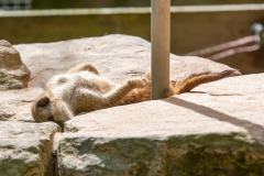Zoo_Siegelbach_KL_20230515_386