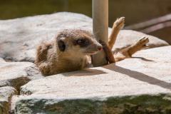 Zoo_Siegelbach_KL_20230515_392