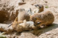 Zoo_Siegelbach_KL_20230515_400