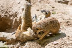 Zoo_Siegelbach_KL_20230515_402