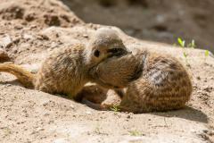 Zoo_Siegelbach_KL_20230515_413