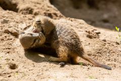 Zoo_Siegelbach_KL_20230515_424