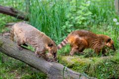 Zoo_Siegelbach_KL_20230515_43