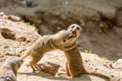 Zoo_Siegelbach_KL_20230515_435