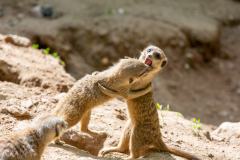 Zoo_Siegelbach_KL_20230515_436