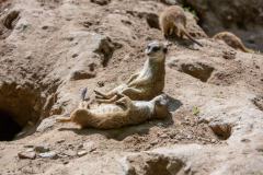 Zoo_Siegelbach_KL_20230515_446