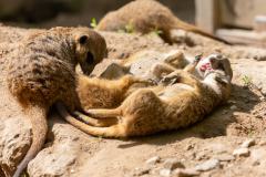 Zoo_Siegelbach_KL_20230515_448