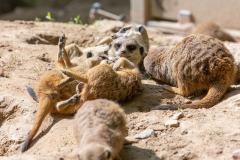 Zoo_Siegelbach_KL_20230515_471