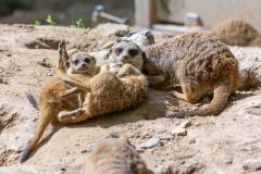 Zoo_Siegelbach_KL_20230515_476