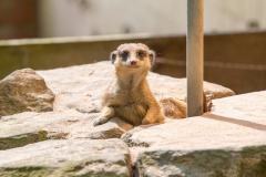 Zoo_Siegelbach_KL_20230515_495