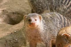 Zoo_Siegelbach_KL_20230515_505