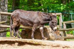 Zoo_Siegelbach_KL_20230515_539