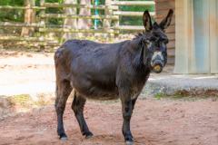 Zoo_Siegelbach_KL_20230515_587