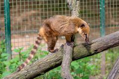 Zoo_Siegelbach_KL_20230515_63