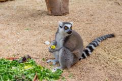 Zoo_Siegelbach_KL_20230515_640