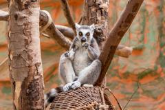 Zoo_Siegelbach_KL_20230515_654