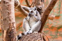 Zoo_Siegelbach_KL_20230515_658