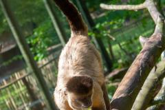 Zoo_Siegelbach_KL_20230515_659