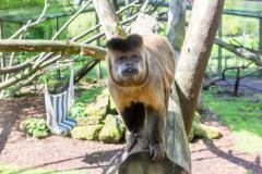 Zoo_Siegelbach_KL_20230515_667