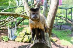 Zoo_Siegelbach_KL_20230515_730